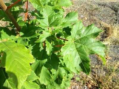 Junges Bergahorn (Acer pseudoplatanus) am Bahnhof Bruchmühlbach Miesau