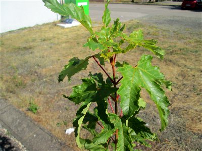Junges Bergahorn (Acer pseudoplatanus) am Bahnhof Bruchmühlbach Miesau