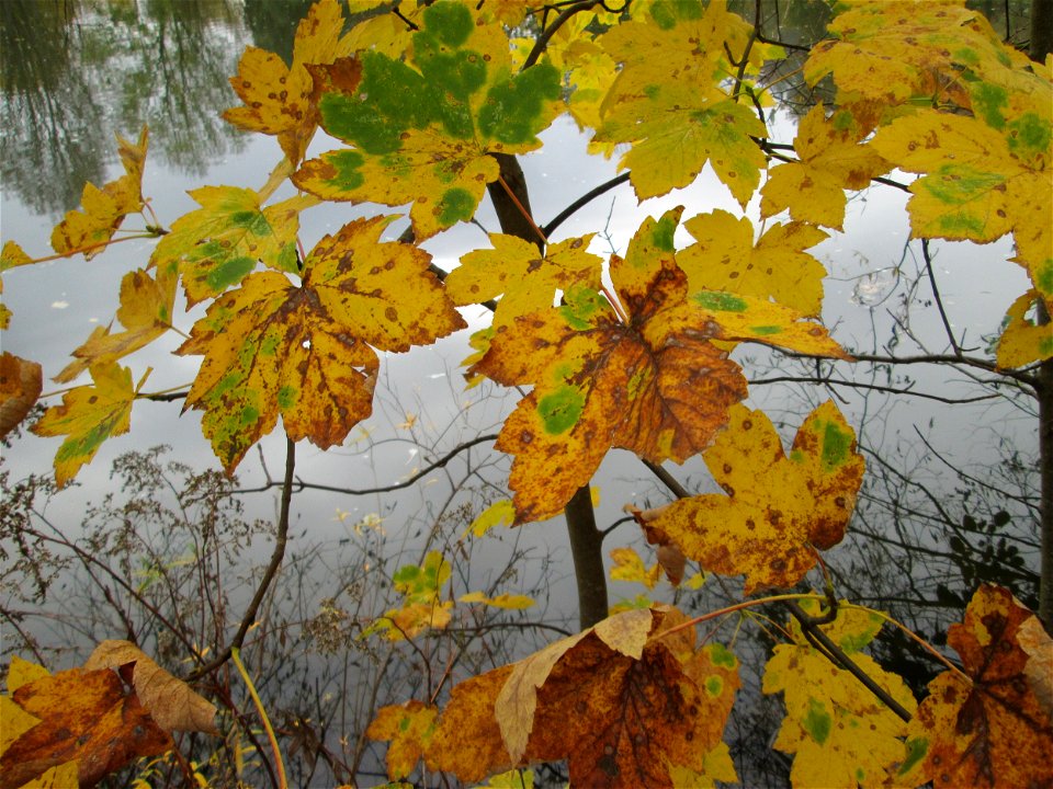 Bergahorn (Acer pseudoplatanus) an der Saar in Saarbrücken
