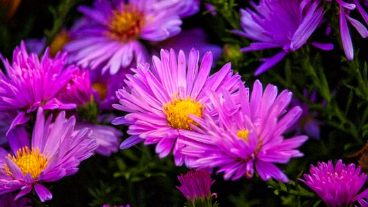 Pink autumn flowers