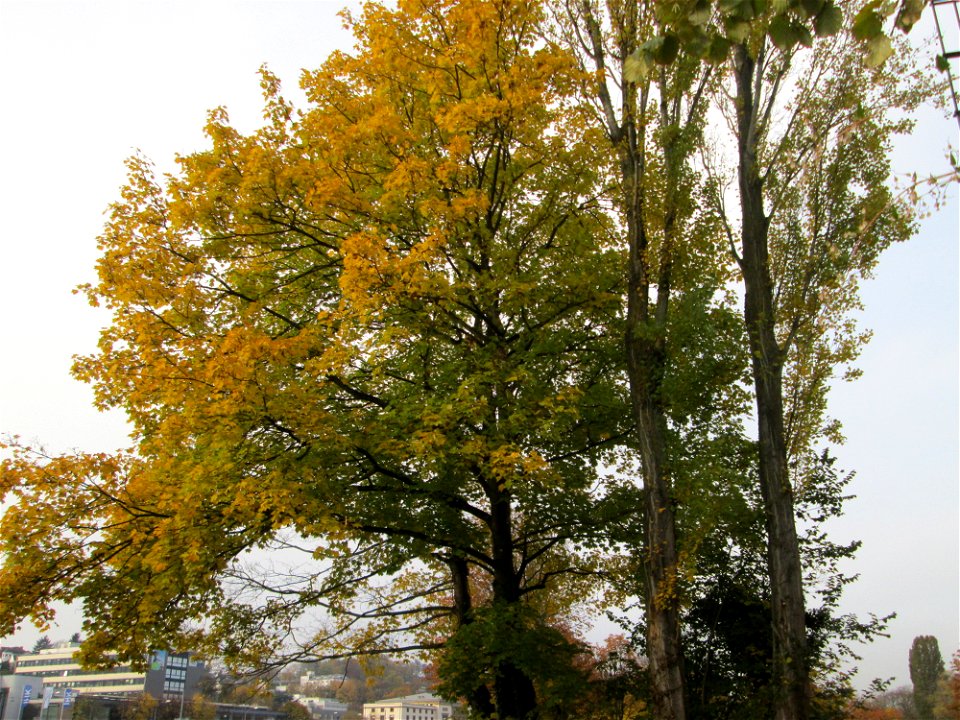 Bergahorn (Acer pseudoplatanus) an der Saar in Saarbrücken photo