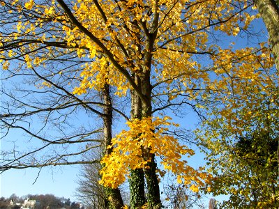 Bergahorn (Acer pseudoplatanus) an der Saar in Saarbrücken photo