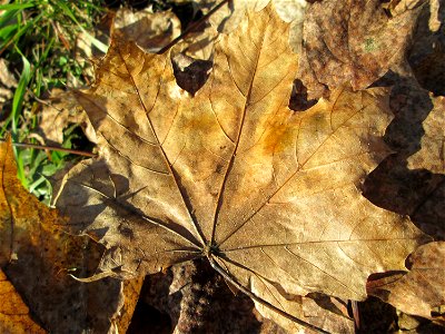 Berghorn (Acer pseudoplatanus) in Güdingen