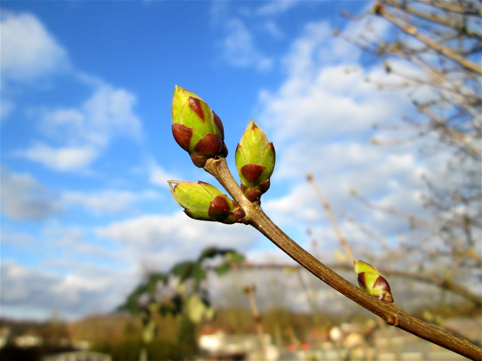 Bergahorn (Acer pseudoplatanus) in Brebach