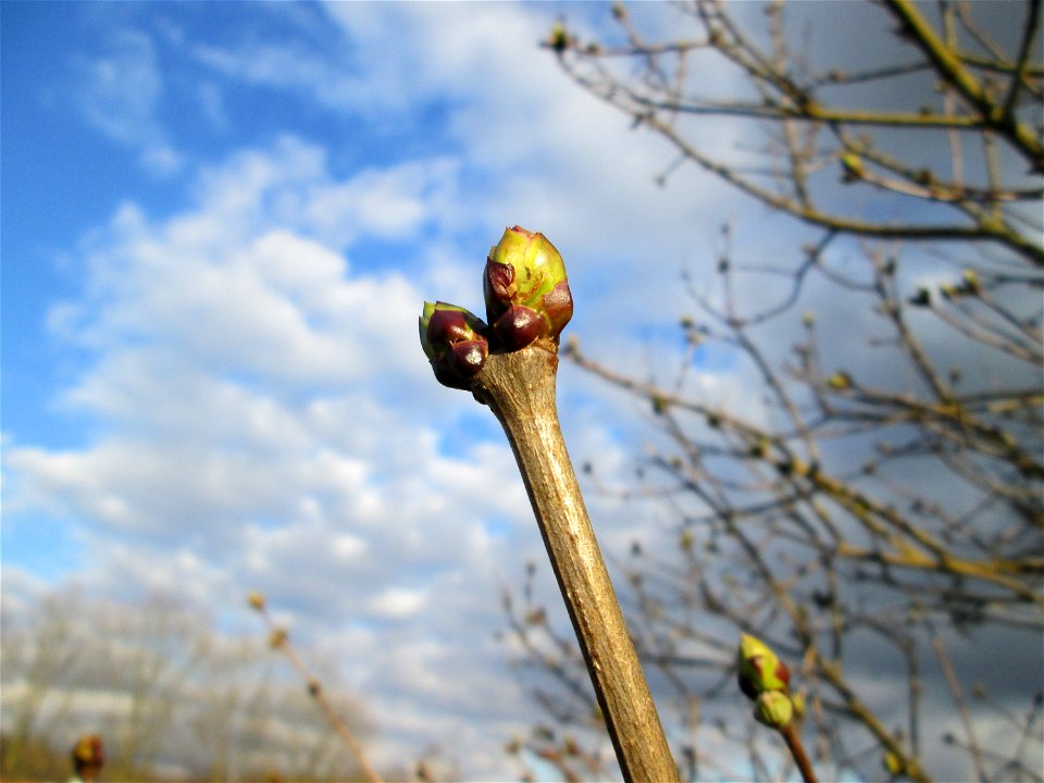 Bergahorn (Acer pseudoplatanus) in Brebach