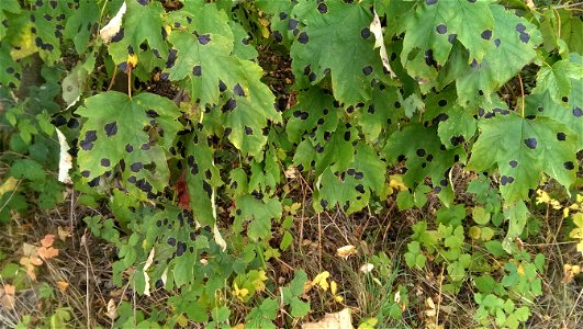 Rhytisma acerinum

               Ahorn-Runzelschorf auf Berg-Ahorn