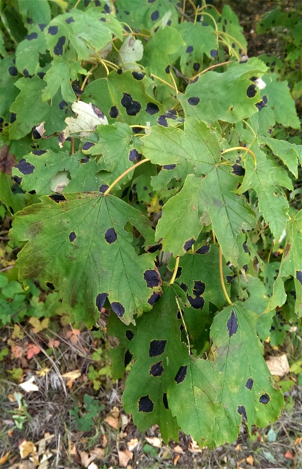Rhytisma acerinum

               Ahorn-Runzelschorf auf Berg-Ahorn