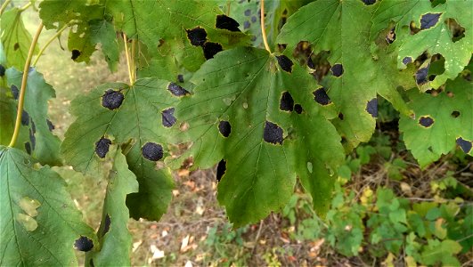 Rhytisma acerinum

               Ahorn-Runzelschorf auf Berg-Ahorn