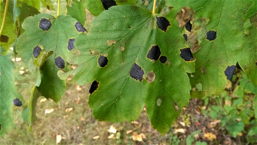 Rhytisma acerinum

               Ahorn-Runzelschorf auf Berg-Ahorn