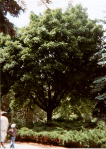 Acer pseudoplatanus , Brno, Ústřední hřbitov, 1998