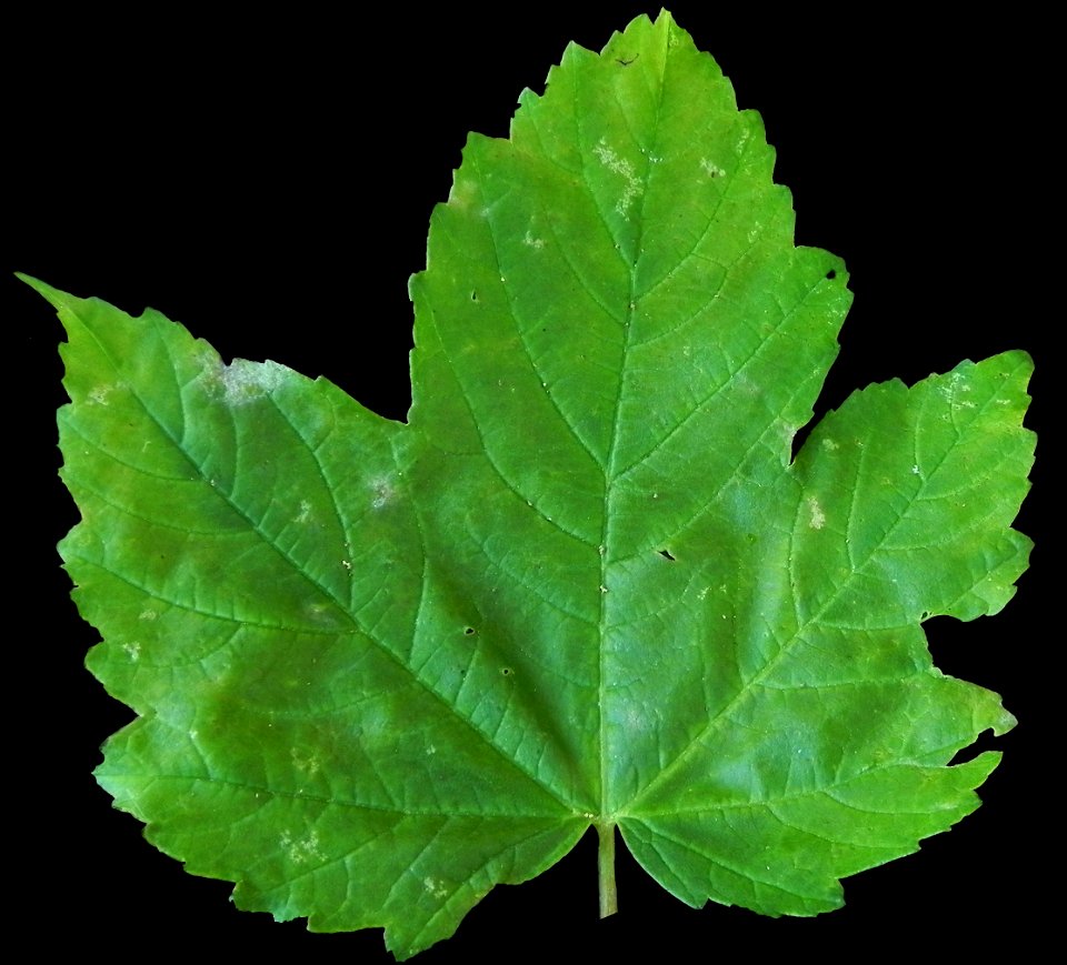 Acer pseudoplatanus scanned leaf, front side.