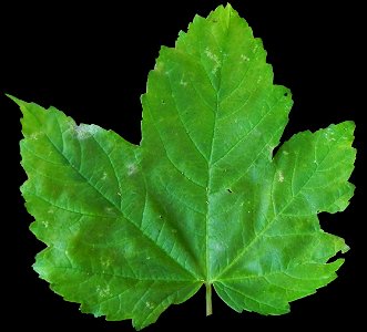 Acer pseudoplatanus scanned leaf, front side. photo