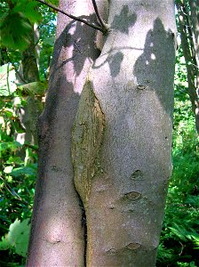 Two inosculated Acer pseudoplatanus trees at Eglinton Country Park, Irvine, Scotland. The forestry term is a 'Gemel' tree from the Latin for 'A pair'. photo