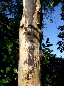 Rußrindenkrankheit an einem abgestorbenen Ahornbaumstamm