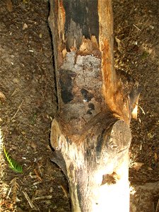 Rußrindenkrankheit an einem abgestorbenen Ahornbaumstamm photo