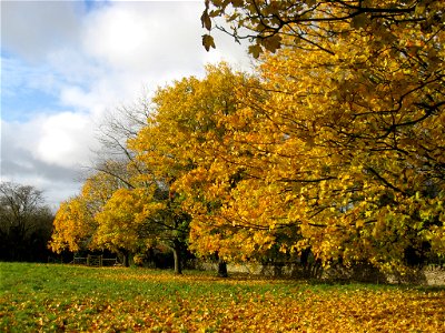 Autumn in Oakridge, Gloucestershire, UK photo