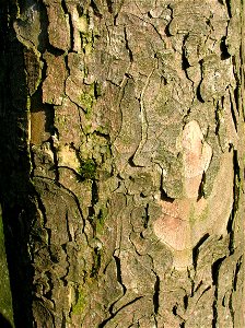 Typical appearance of bark of old Sycamore maple trees (Acer pseudoplatanus)