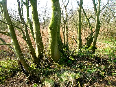 A very large coppiced sycamore tree in the old Eglinton estate grounds near Hill Lodge. Irvine, North Ayrshire, Scotland photo