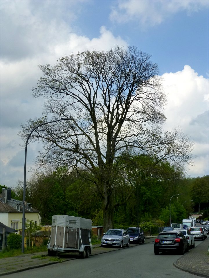 Sycamore (Acer pseudoplatanus), dedicated as a natural landmark, in Wuppertal, Starenschloss, looking north