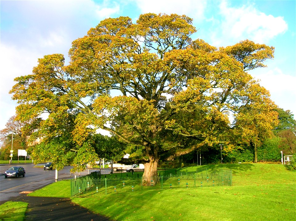The Darnley Sycamore or Plane Tree. Mary Queen of Scots nursed her husband - the Earl of Darnley- back to health under this tree - allegedly.