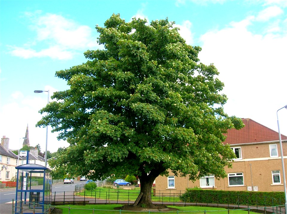 A maiden Sycamore tree in Dalry, North Ayrshire, Scotland.