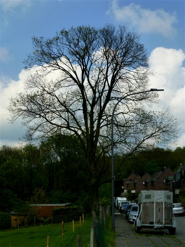 Sycamore (Acer pseudoplatanus), dedicated as a natural landmark, in Wuppertal, Starenschloss, looking north