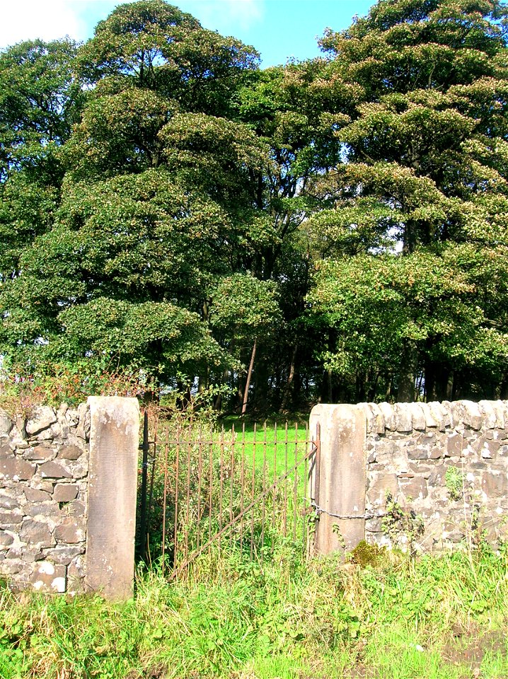 A windbreak and gate at Hessilhead, North Ayrshire, Scotland