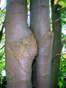 Inosculated sycamore trees. Eglinton Park, Irvine, Ayrshire, Scotland