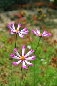 Beautiful flowers plants