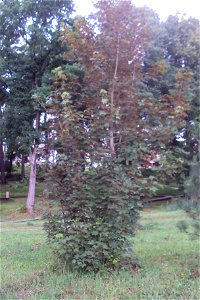 Dvoubarevný javor v arboretu photo