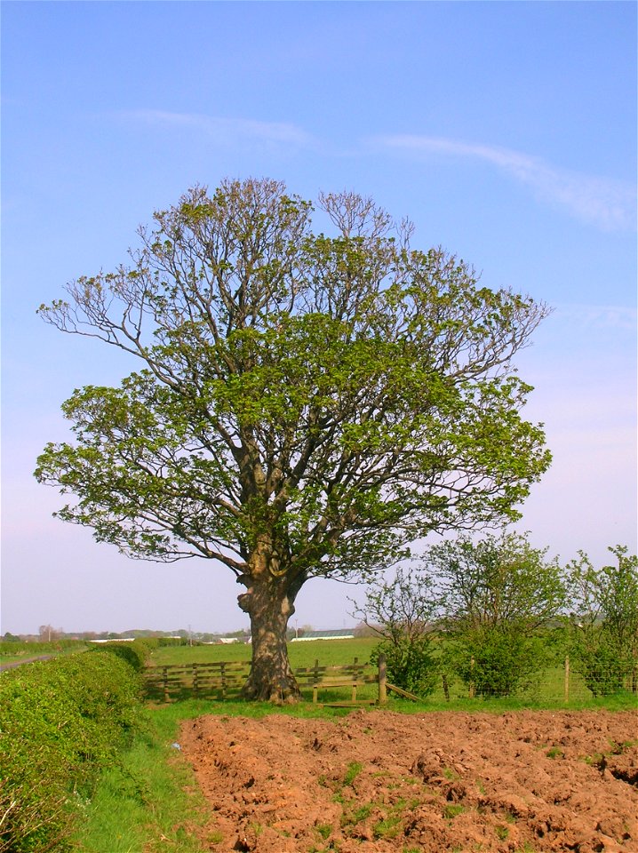 Selena's Tree. A sycamore at Eglinton, Ayrshire, Scotland.