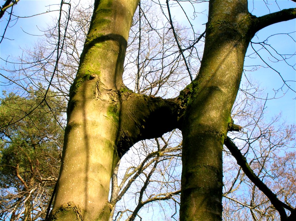Inosculated trees at Spier's Old School Grounds, North Ayrshire, Scotland. The forestry term is a 'Gemel' tree from the Latin for 'A pair'.