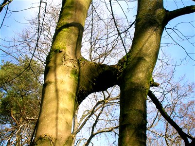 Inosculated trees at Spier's Old School Grounds, North Ayrshire, Scotland. The forestry term is a 'Gemel' tree from the Latin for 'A pair'. photo