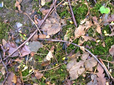 Sycamore (Acer pseudoplatanus) buds stripped off by Hawfinch or squirrels following severe and extended freezing conditions photo