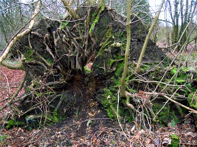 Suckers growing from the upturned roots of a Sycamore at Spier's Old School Grounds