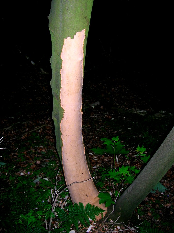A Sycamore (Acer pseudoplatanus) trunk damaged by Grey squirrels at Spier's School.