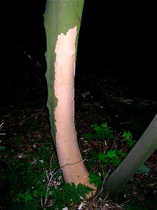 A Sycamore (Acer pseudoplatanus) trunk damaged by Grey squirrels at Spier's School. photo