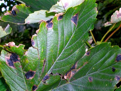 Tar Spot (Rhytisma acerinum) on Sycamore, Eglinton, North Ayrshire, Scotland. photo