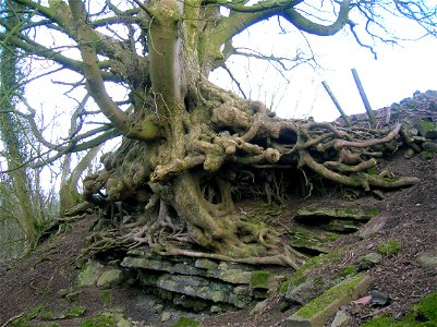 Sycamore roots at Auchenskeith Quarry, near Kilwinning, North Ayrshire, Scotland.