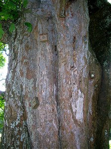 An ancient Sycamore (Acer pseudoplatanus) used as a climbing tree with hand holds, roping points, hanging logs, etc. Auchans Castle, Dundonald, South Ayrshire, Scotland. photo