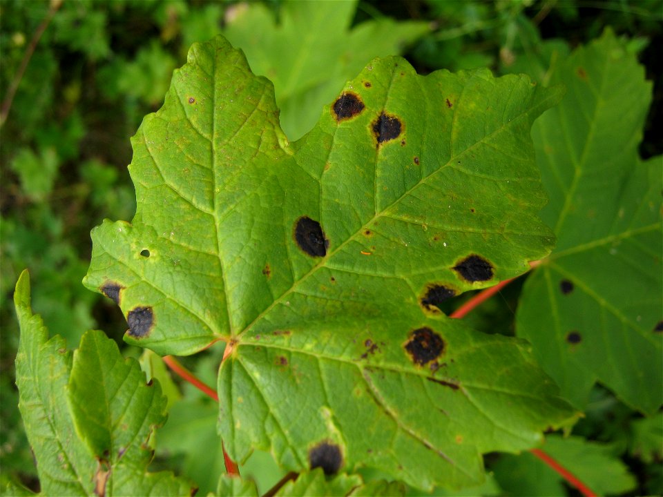 Tar spot fungus on leaf of sycamore (Acer pseudoplatanus) taken 2 miles south of Salisbury, UK.