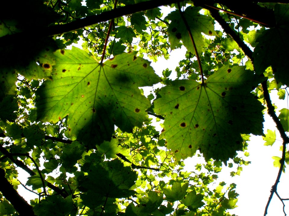Tar spot fungus (Rhytisma acerinum) on Sycamore Maple leaves. Lynn Glen, Dalry, Scotland.