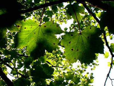 Tar spot fungus (Rhytisma acerinum) on Sycamore Maple leaves. Lynn Glen, Dalry, Scotland.
