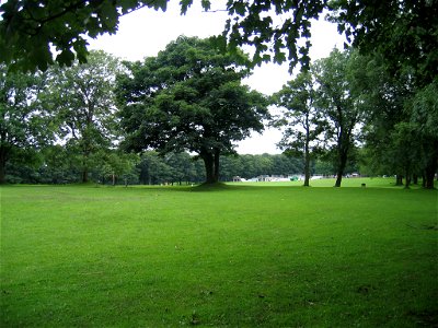 Woodhouse Moor Park, Leeds, West Yorkshire. Trees are Acer pseudoplatanus.