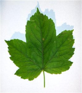 érable sycomore(fr) - Acer pseudoplatanus photo