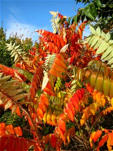 Essigbaum (Rhus typhina) bei Hockenheim
