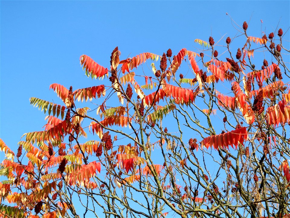 Essigbaum (Rhus typhina) am Bahnhof Hockenheim