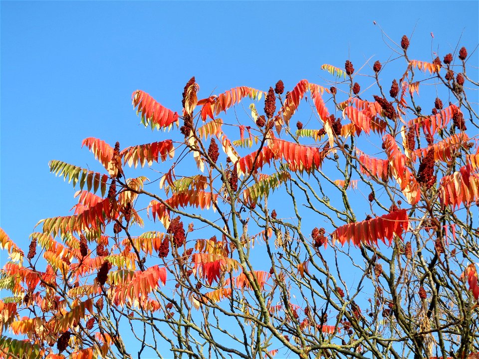 Essigbaum (Rhus typhina) am Bahnhof Hockenheim photo