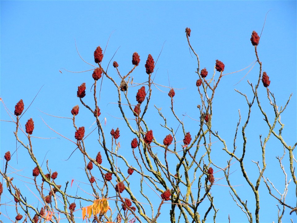 Essigbaum (Rhus typhina) am Bahnhof Hockenheim