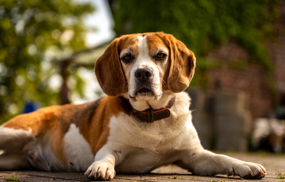 Pet concerns portrait